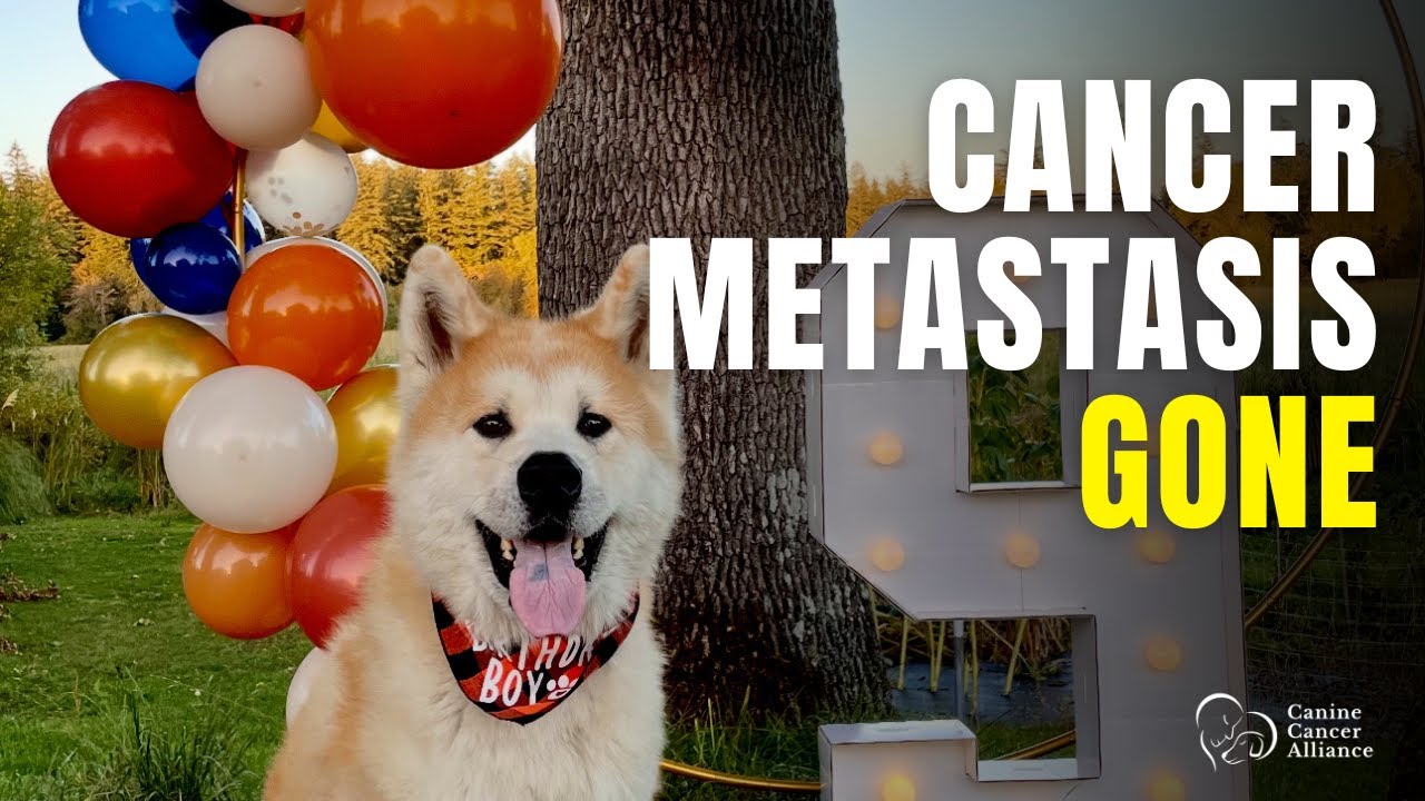 Video preview: Kasey Bentz and fellow dog parents discuss Rainier, Ranger, and Codi's recoveries with the Canine Cancer Alliance