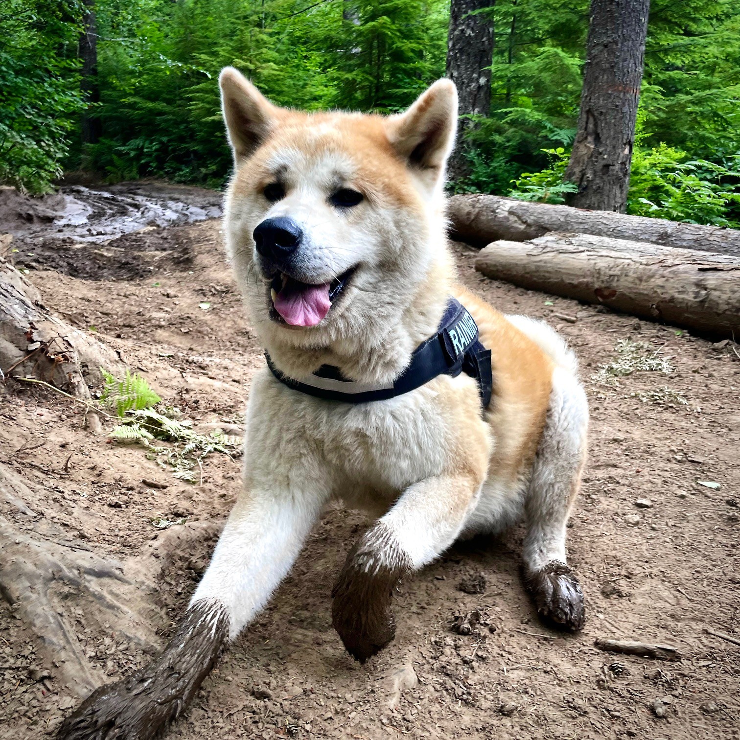 Rainier the Akita lying on a muddy forest trail, smiling, wearing his name harness