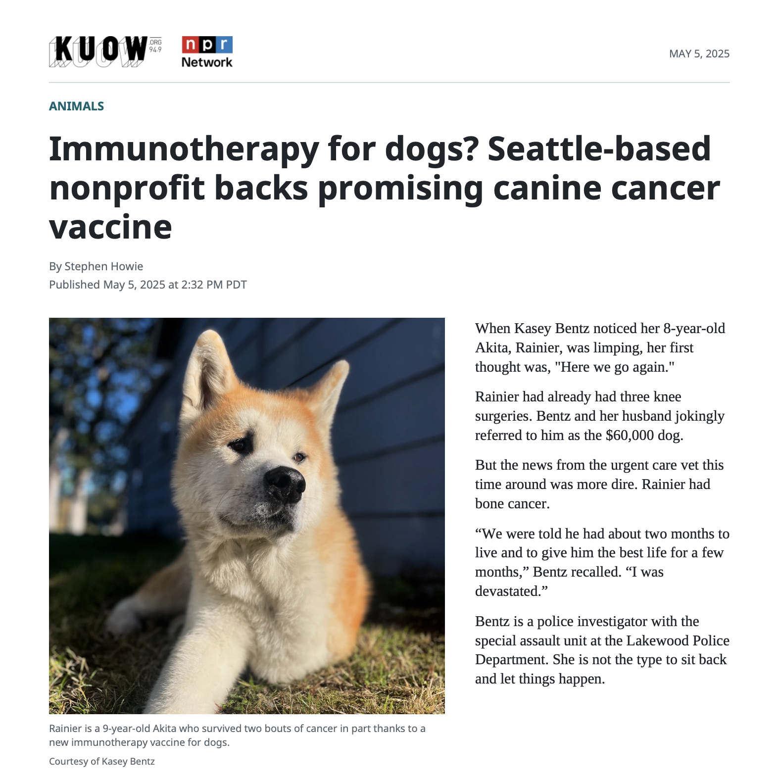 KUOW / NPR Network article page: Immunotherapy for dogs? Seattle-based nonprofit backs promising canine cancer vaccine, by Stephen Howie, published May 5, 2025, with a photo of Rainier the Akita and the article's opening paragraphs