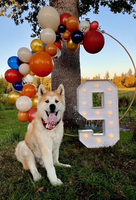 Rainier the Akita celebrating his ninth birthday beside a glowing marquee 9
